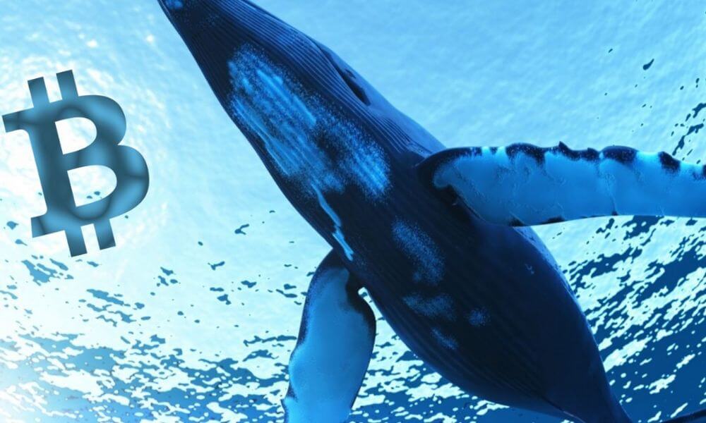 What Is Bitcoin Whale Watching And How To Track Bitcoin Whales?